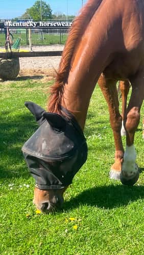 Fly Mask Pro | Kentucky Horsewear | UV Protection