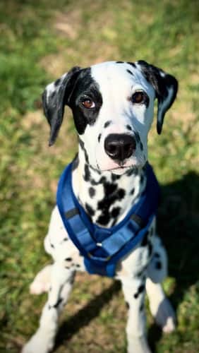 Kentucky Hundegeschirr 'Active Velvet' - Samt Beige, Größe L (38-58 Cm), Bequem & Stylisch