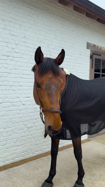 Horseware Newmarket Pony PLUS Fly Sheet, Witney Navy, 45'' - 66