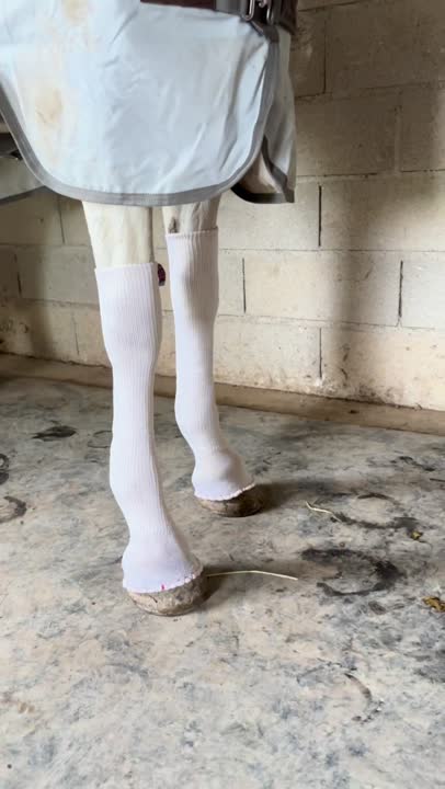 Chaussettes De Compression équines Equi Flexsleeves - Lot De 4 - Taille Poney - Noir