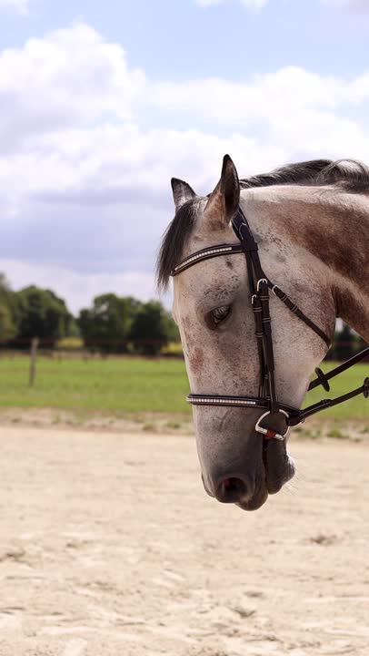 Licou En Cuir Showman – Anatomique, Taille Cheval, Couleur Havane, Cousu Main